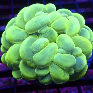 Ultra Metallic Green True Bubble Colony 1