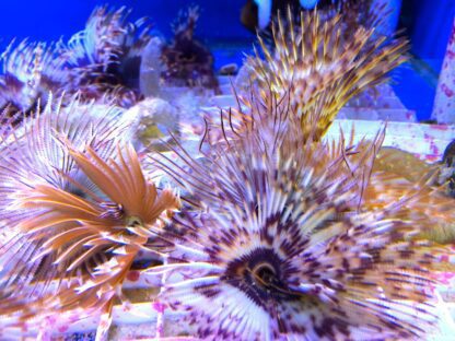 Feather Duster Worm -5403