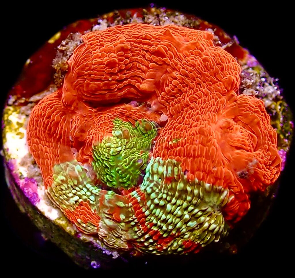 WYSIWYG 18B Bleeding Apple Acanthastrea bowerbanki