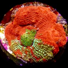 WYSIWYG 18B Bleeding Apple Acanthastrea bowerbanki
