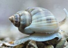 Nassarius Detritus Snail Large - 5 Pack-0
