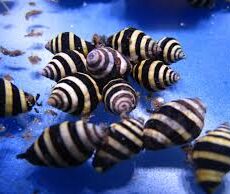 Bumble Bee Detritus Snail - 5 Pack-0