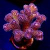 M.O.C Golden Rod Pocillopora Frag -0