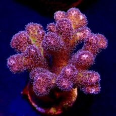 M.O.C Golden Rod Pocillopora Frag -0
