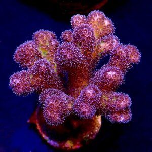 M.O.C Golden Rod Pocillopora Frag -0