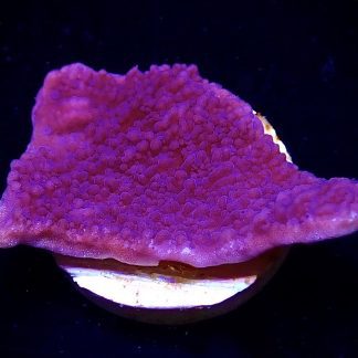 Purple Plating Montipora Frag