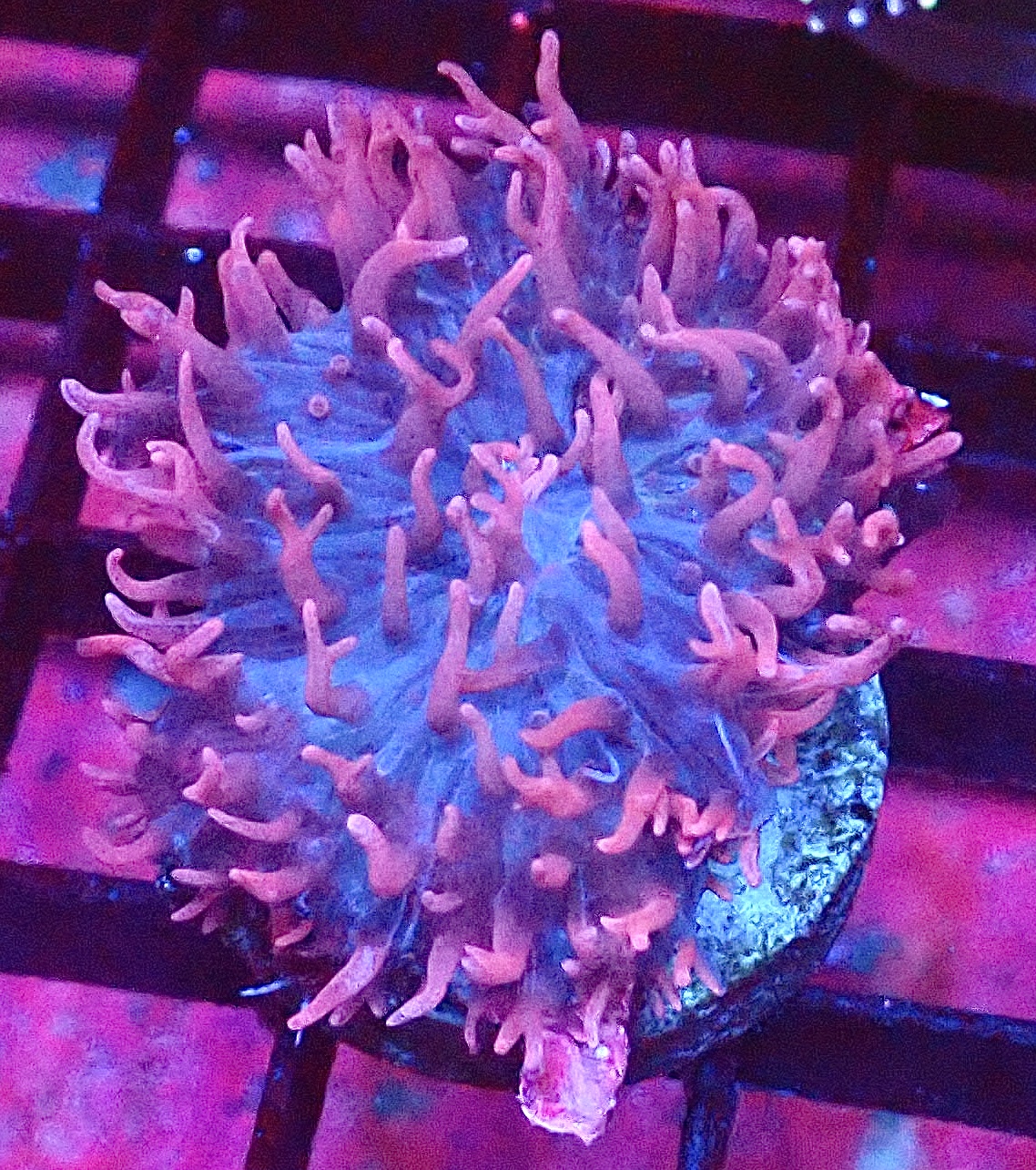 Pink Ghost Frilly Mushroom