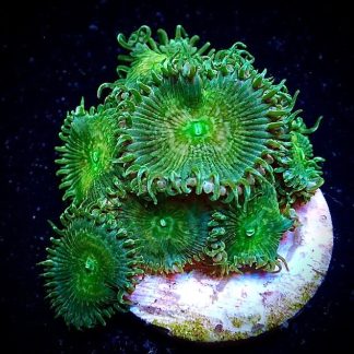 Golden Silk Palythoa Frag- 6+ Polyps-0