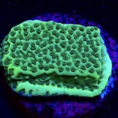 Jedi Mind Trick Montipora Frag (***HALF PRICE OFFER***)-0