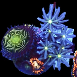 WYSIWYG Q3 Daisy Polyp / Palythoa / Zoa Combo Frag