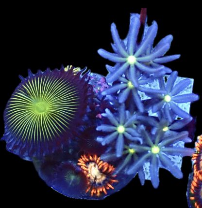 WYSIWYG Q3 Daisy Polyp / Palythoa / Zoa Combo Frag