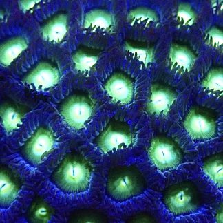 Mint Chocolate Chip Zoanthid Frag  (10+ Polyps)
