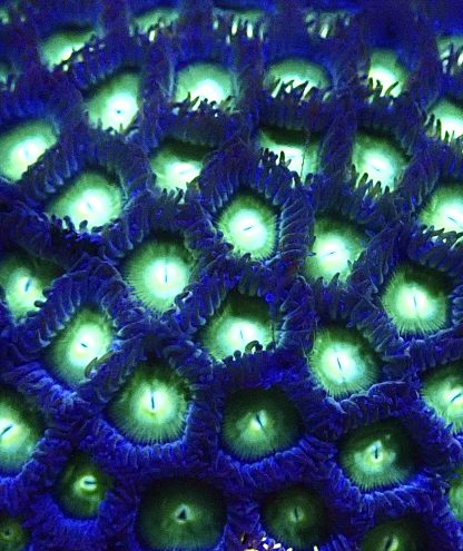 Mint Chocolate Chip Zoanthid Frag  (10+ Polyps)