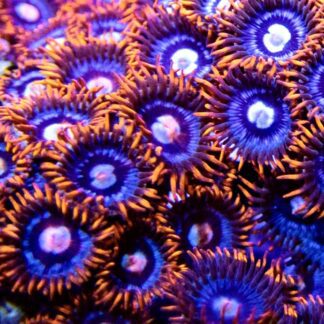 Fire And Ice Zoanthid Frag 10+Polyps