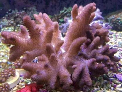 Leather Tree Coral Large Colony-0