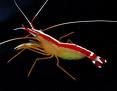 Scarlet Cleaner Shrimp Large-0