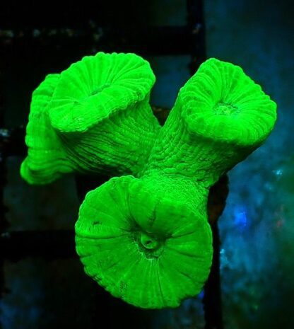 Neon Green Super Fluorescent Candy Cane Frag 2 Heads-0