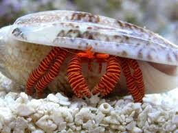 Halloween Red Striped Hermit Crab -0
