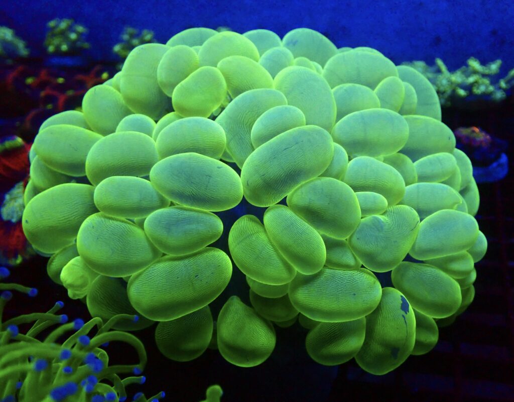 WYSIWYG 1 Ultra Metallic Bubble Colony Extra Large (Plerogyra sinuosa)
