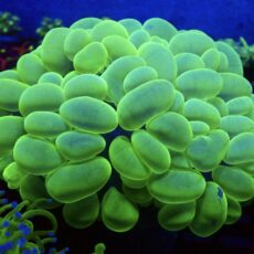 WYSIWYG 1 Ultra Metallic Bubble Colony Extra Large (Plerogyra sinuosa)