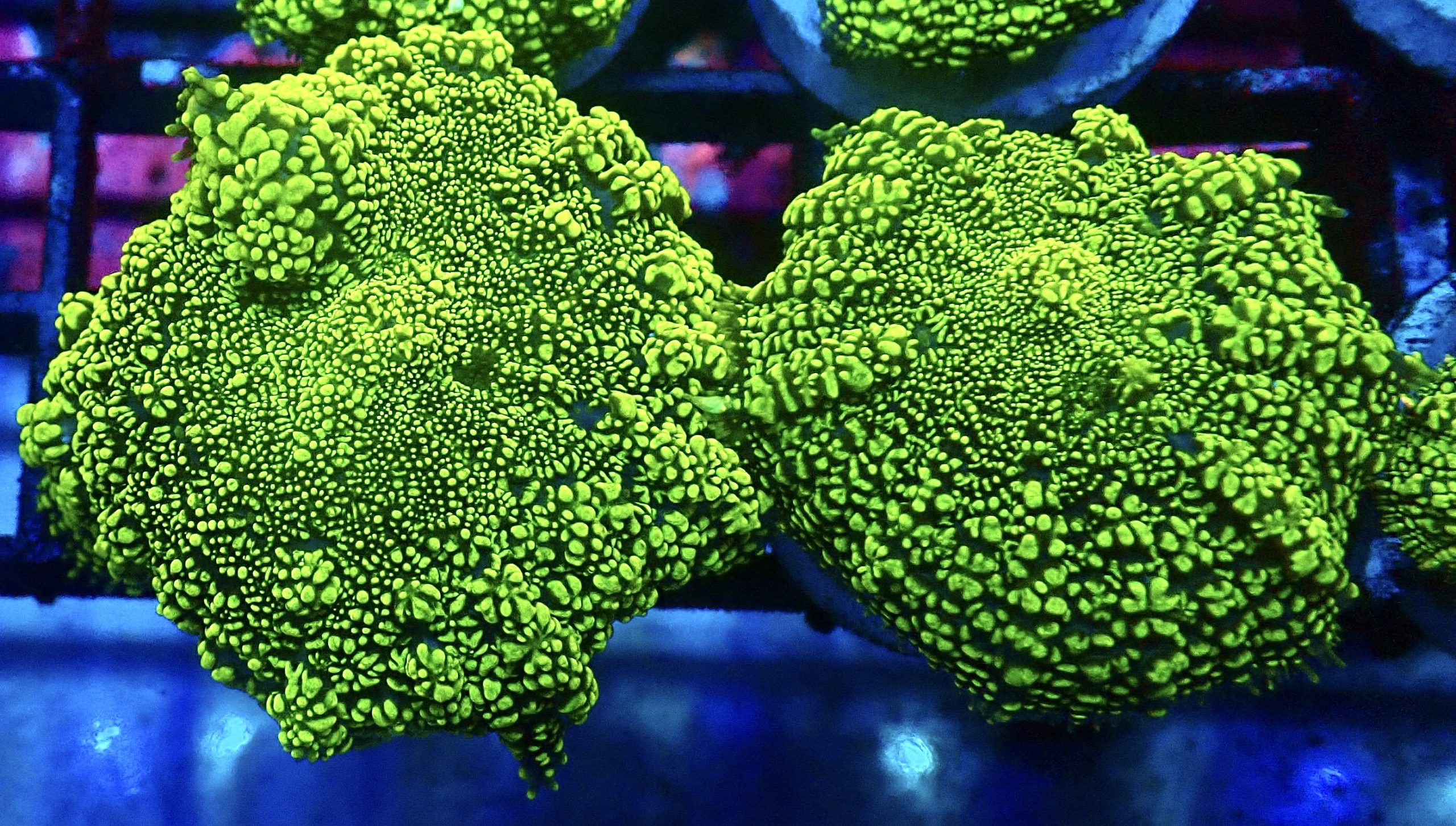 Lizard's Blood Rhodactis Mushroom Large - Image 2