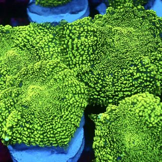 Lizard's Blood Rhodactis  Mushroom Large