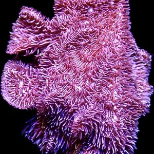 Purple Scrolling Pavona Frag