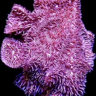 Purple Scrolling Pavona Frag