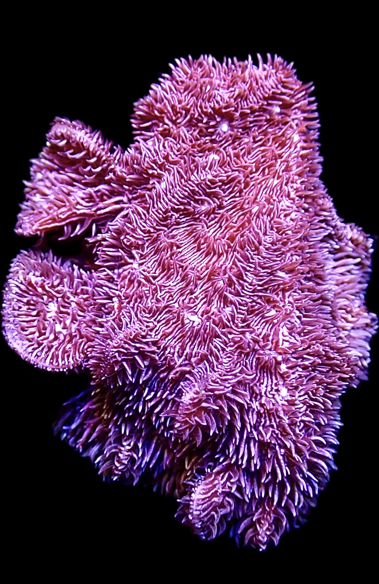 Purple Scrolling Pavona Frag
