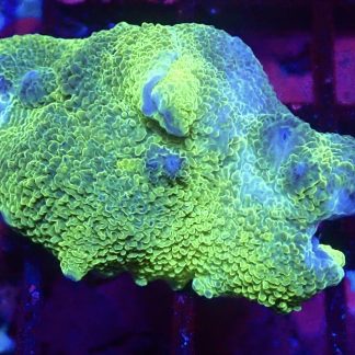 WYSIWYG A1 Metallic Elephant Ear Mushroom