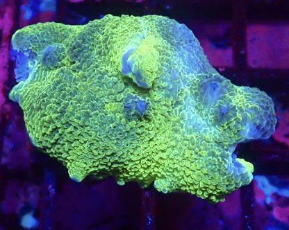 WYSIWYG A1 Metallic Elephant Ear Mushroom