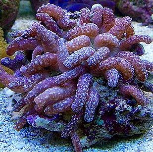 Snake Polyp Frag 5-7 Polyps-0