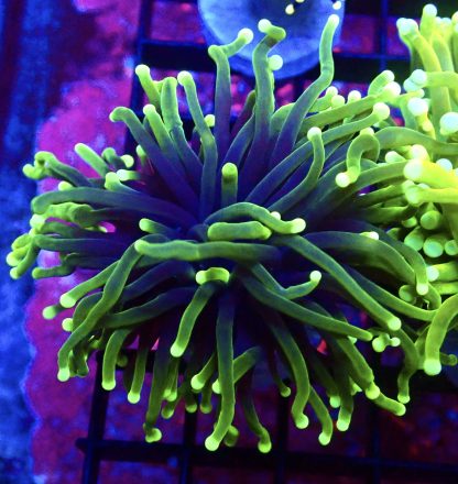 WYSIWYG T21 Neon Tipped / Black Base Torch Coral