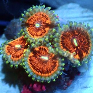Ruby Red Palythoa Frag 4 Polyps