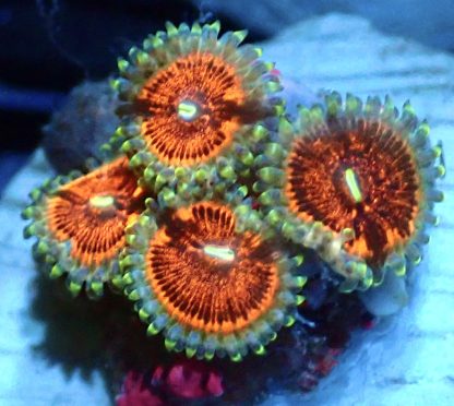 Ruby Red Palythoa Frag 4 Polyps