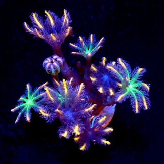 Firework Clove Polyp 4 Polyp Frag-0