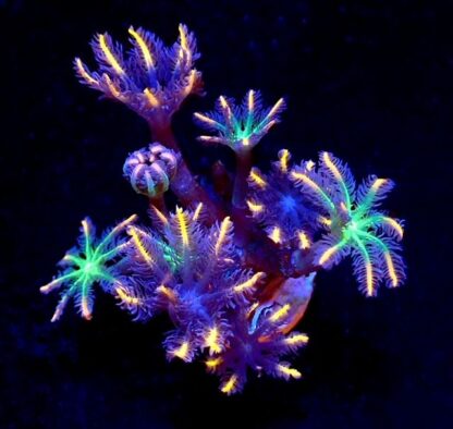 Firework Clove Polyp 4 Polyp Frag-0