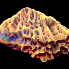 WYSIWYG13B Crazy T Montipora Frag