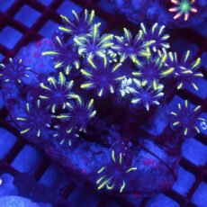 Gold Clove Polyp Frag (4-5 Polyps)
