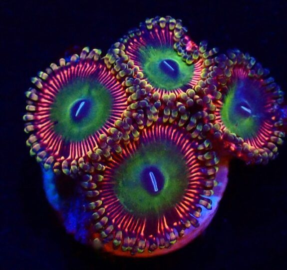 Candy Apple Zoanthid 34 Large Polyps