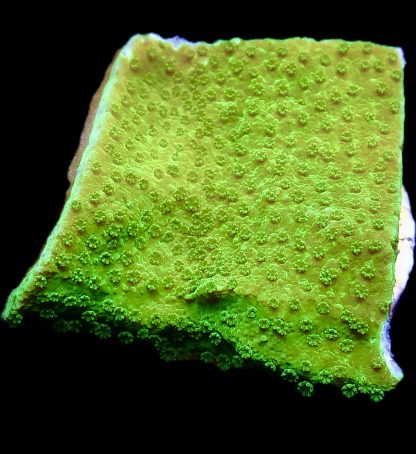 WYSIWYG 15C M.O.C. Green Goblin Montipora Frag Large