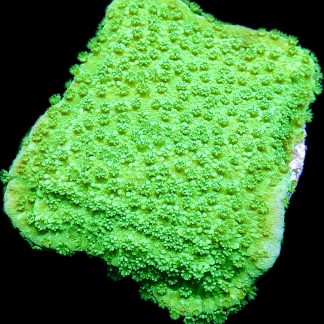 M.O.C. Bright Green Goblin Montipora Frag