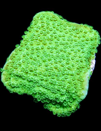 M.O.C. Bright Green Goblin Montipora Frag