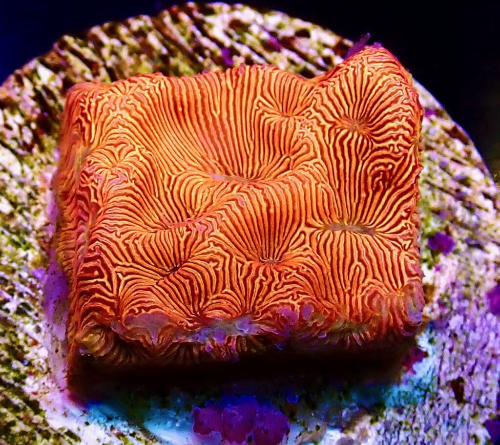 JF Lethal Leptoseris Coral - Lg Frag