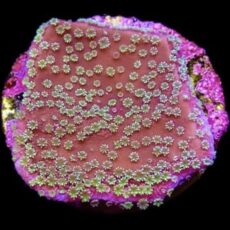 M.O.C. Neon Polyped Encrusting Montipora Frag
