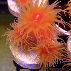 WYSIWYG Dendrophyllia Frag 1  (7 Heads)