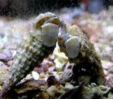5 Pack - Cerith Snail-0