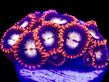 M.O.C. Ring Of Fire Zoanthid  (10+ Polyps)