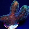 M.O.C. Mint Shimmer Stylophora Frag (***HALF PRICE***)-0
