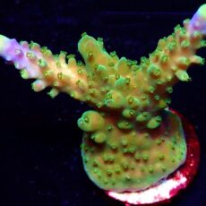 The Joker Acropora Frag Large-0
